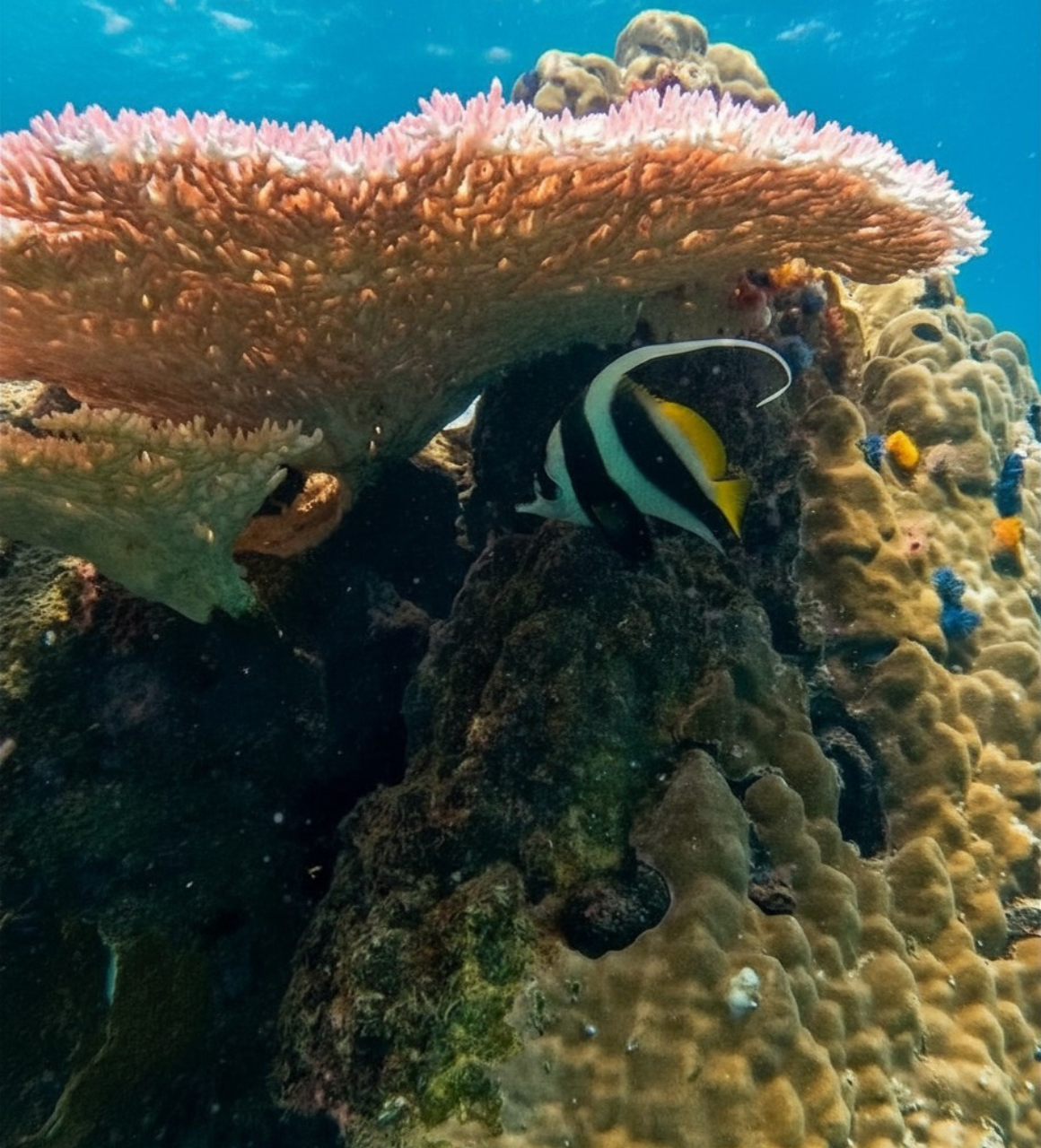 Turquoise snorkelling waters near Japanese Garden reef